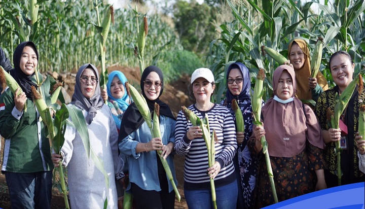 Panen Bersama di Kebun Percontohan