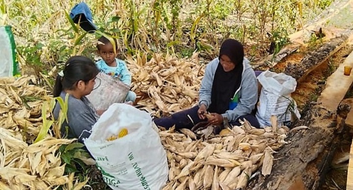 Jagung Mendukung Ketahanan Pangan Tahun 2023