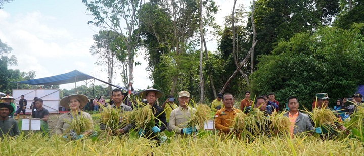 Panen Perdana Padi Lahan Kering 3 Bulan