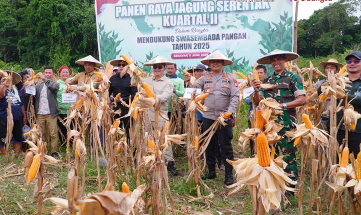 Panen Raya Jagung Serentak Kuartal II Dalam Rangka Mendukung Swasembada Pangan Tahun 2025