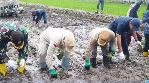 Bupati Tana Tidung Pimpin Gerakan Tanam Padi di Desa Sengkong, Perkuat Ketahanan Pangan Daerah