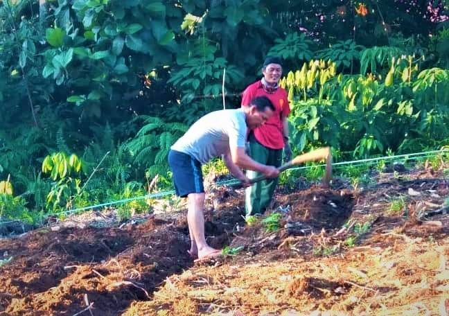 Bupati Tana Tidung Bercocok Tanam