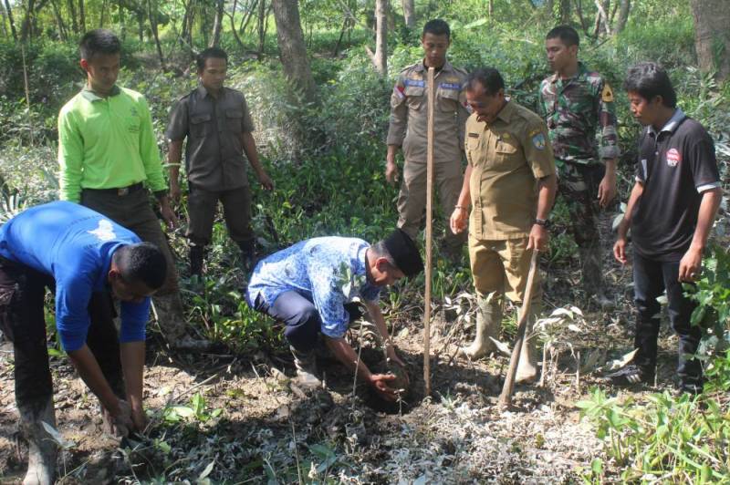 Penanaman Pohon Mangrove